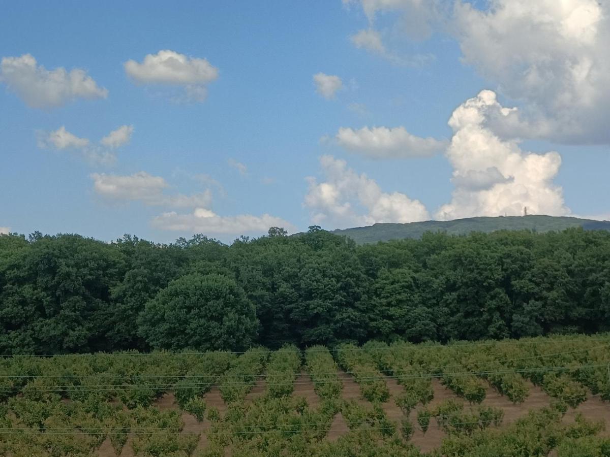 Il Sartore Vetralla Esterno foto